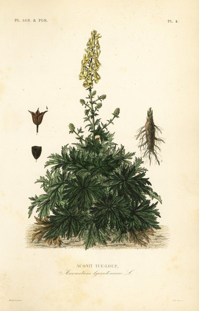 Aconit tue-loup, Aconitum lycoctonum - Unbekannt
