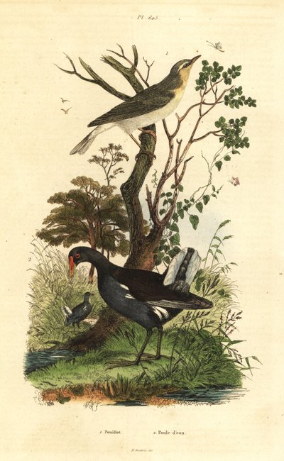 Pouillot siffleur, Phylloscopus sibilatrix, et poule d