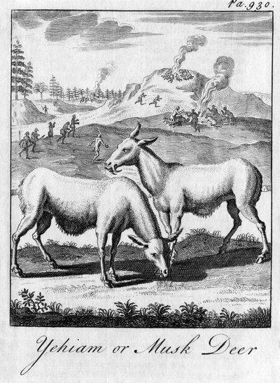Yehiam ou Cerf musqué, 18ème siècle - Unbekannt