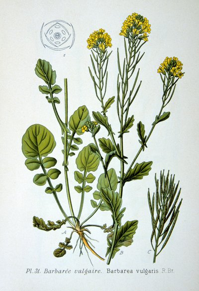 Roquette jaune (1893) - Unbekannt