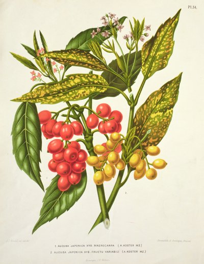 Aucuba japonica hybride macrocarpa et Fructu variabili, par A. Koster (19ème siècle) - Unbekannt Unbekannt