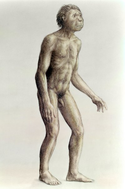 Homo habilis - Unbekannt Unbekannt