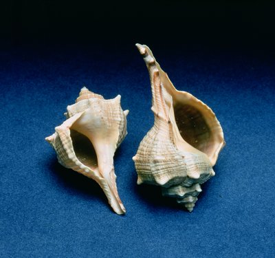 Coquille de murex - Unbekannt Unbekannt
