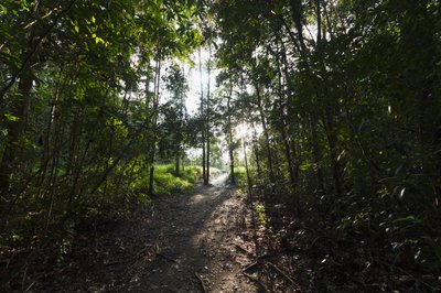 Sentier dans la jungle près du camp Leaky, parc national de Tanjung Puting, Kalimantan central, Bornéo, Indonésie - Unbekannt Unbekannt