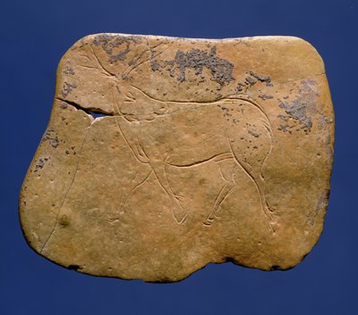 Renne, dessin incisé sur calcaire, Paléolithique, Magdalénien V, de Laugerie Basse, Dordogne, c.12000 av. J.-C. - Unbekannt Unbekannt