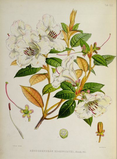 Rhododendron : Edgeworthi, de 