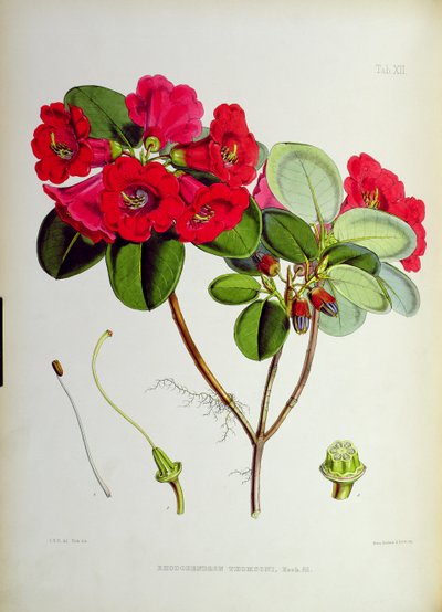 Rhododendron : Thomsoni, de 
