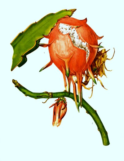 Wilmattea minutiflora, cactus (Hylocereus undatus) - Unbekannter Künstler