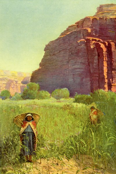 Un champ de maïs Supai - Cataract Canyon - Unbekannter Künstler