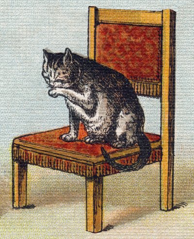 Un chat sur une chaise. Gravure dans "Alphabet de ma petite fille". Bernardin-Bechet et Fils, libraires-éditeurs, Paris, vers 1895. Album incassable sur toile. Bibliothèque des Bébés. 12 pages. Album contenant une méthode de lecture et un abécédaire illust - Unbekannt