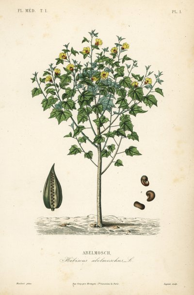 Ambrette, Abelmoschus moschatus - Unbekannt