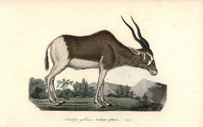 Addax ou antilope à vis, Addax nasomaculatus. Gravure sur cuivre coloriée à la main du Complements de Buffon de René Primevère Lesson, Pourrat Frères, Paris - Unbekannter Künstler