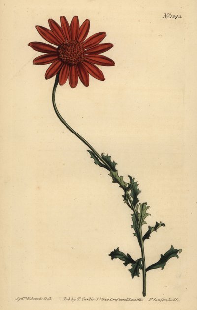 Marguerite africaine ou Arctotis glutinosa - Unbekannt