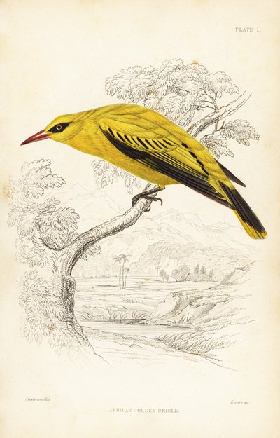 Loriot doré africain, Oriolus auratus - Unbekannter Künstler