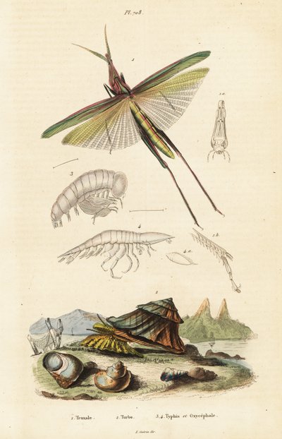 Sauterelle africaine et coquille de turban - Unbekannter Künstler