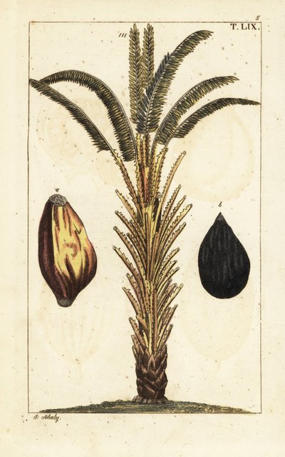 Palmier à huile africain avec fruits, Elaeis guineensis - Unbekannter Künstler