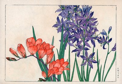 Agapanthe ou lys du Nil (bleu) et freesia. Lys africain, Agapanthus africanus, et freesia, Freesia refracta. Gravure sur bois coloriée à la main tirée de 