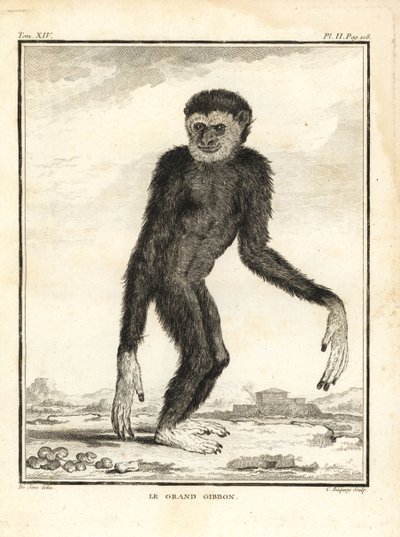 Gibbon agile, Hylobates agilis. En danger. Le grand gibbon - Unbekannter Künstler