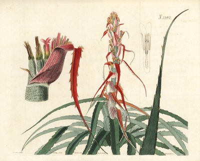 Aguava, Bromelia alsodes (Ananas à feuilles étroites, Bromelia sylvestris). Gravure sur cuivre coloriée à la main par Weddell d