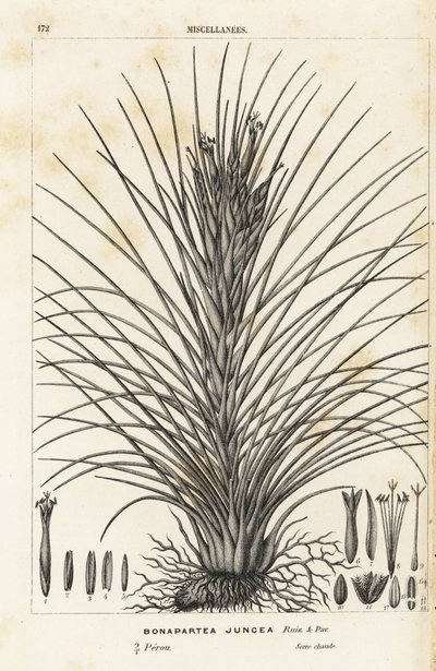 Tillandsia juncea (Bonapartea juncea). Lithographie en couleur de Louis van Houtte et Charles Lemaire, Flore des Serres et des Jardins de l