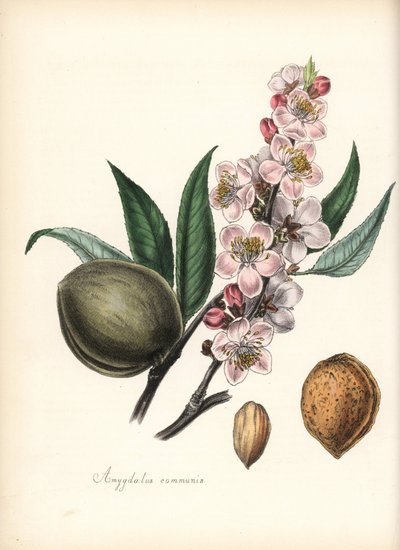 Amandier - Amandier commun, Prunus amygdalus (Amygdala communis), avec fleur, feuille, fruit et graine (noix). Zincographie coloriée à la main par Chabots dessinée par Miss M. A. Burnett de son "Plantae Utiliores: ou Illustrations de Plantes Utiles," Whitt - Unbekannter Künstler