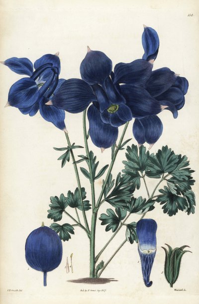 Ancolie alpine, Aquilegia alpina - Unbekannter Künstler