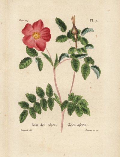 Rose alpine, Rosa alpina - Unbekannter Künstler