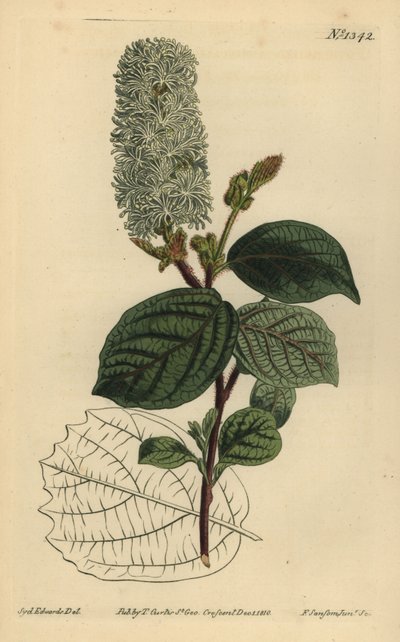 Hamamélis américain, Fothergilla gardenii - Unbekannt