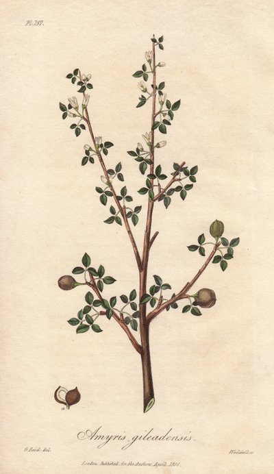 Amyris elemifera ou arbre à élémi (Commiphora gileadensis) - Illustration de “Botanique médicale, description des plantes médicinales de Londres, Édimbourg et Dublin” par John Stephenson et James Morss Churchill - Unbekannter Künstler