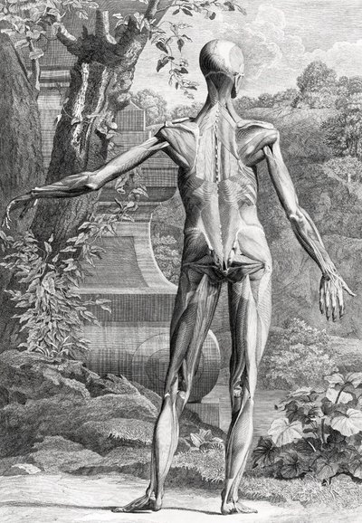 Illustration anatomique - Unbekannter Künstler