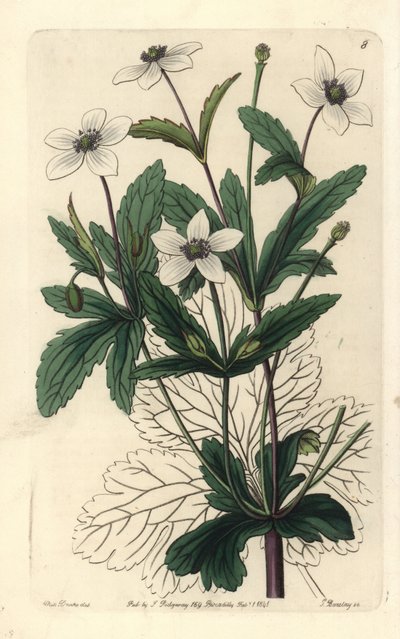 Anémone des rives - Anémone des ruisseaux, Anemone rivularis - Unbekannter Künstler