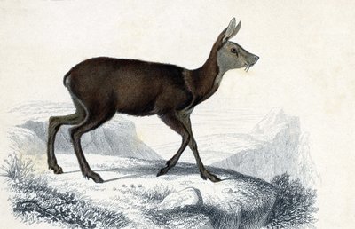 Chevrotain (Moschus Pygnueus). Mammifères quadrupèdes ruminants - dans « Dictionnaire universel d