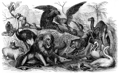 Animaux interdits à la consommation par les Israélites - Bible - Unbekannter Künstler