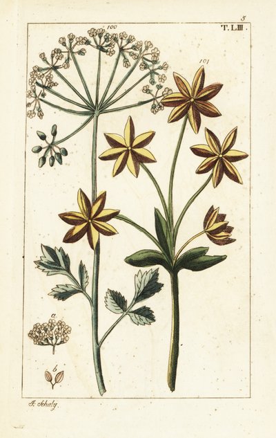 Anis ou anis étoilé, Pimpinella anisum - Unbekannter Künstler