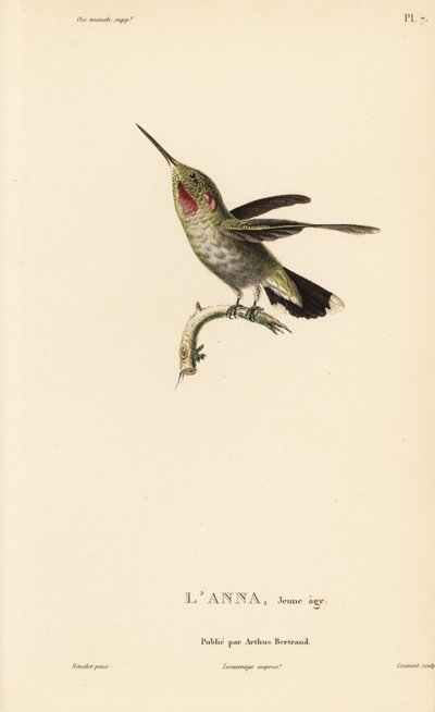 Colibri d