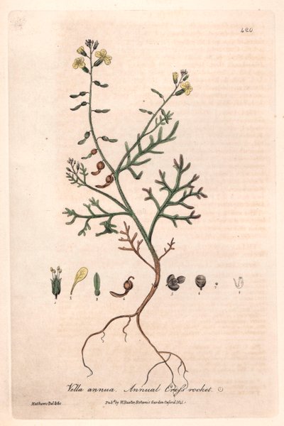Vella annuelle (Vella annua) - Planche botanique de Isaac Russell, gravée par Charles Matthews, tirée de « Phénomènes botaniques anglais » de William Baxter (1788-1871) - Unbekannter Künstler