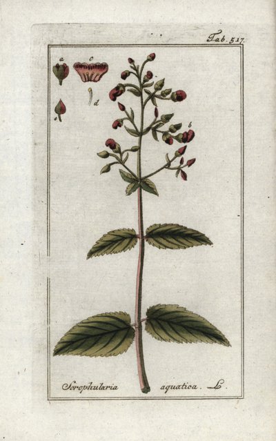 Scrofulaire aquatique (Scrophularia aquatica) - Unbekannter Künstler