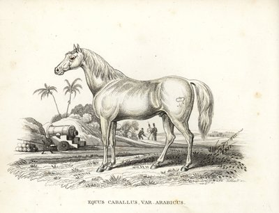 Cheval arabe ou arabe, Equus caballus var. arabicus. Avec la marque de Napoléon sur son flanc et des soldats français et un canon dans un décor de champ de bataille nord-africain. Lithographie colorée à la main tirée de la Galerie d