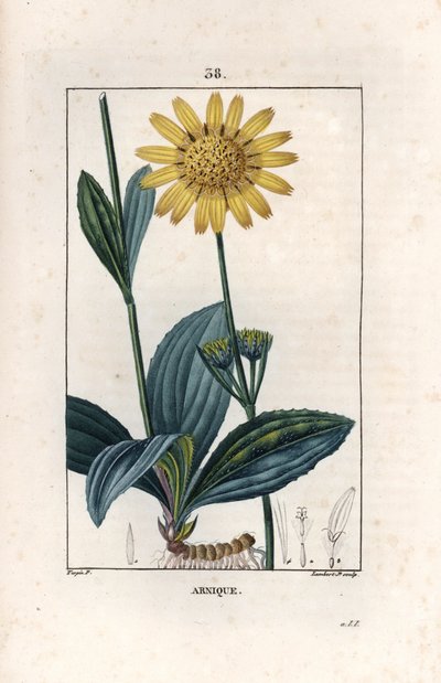Arnique (arnica) - Gravure par Lambert fils, d