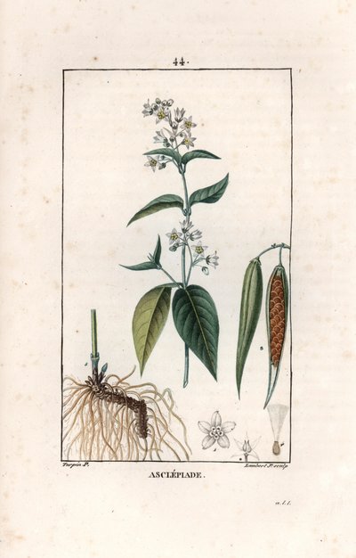 Asclépiade ou herbe à la ouate ou herbe aux perruches - Gravure par Lambert fils, d