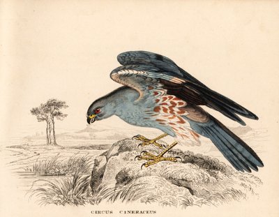 Busard cendré, Circus cineraceus. Gravure à l