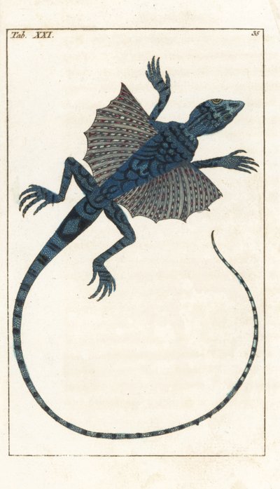Lézard volant asiatique - Eau-forte par Gottlieb Tobias Wilhelm (1758-1811), de l