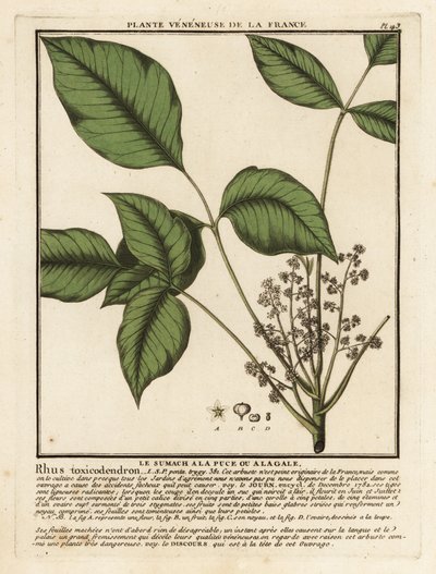 Chêne empoisonné atlantique, Toxicodendron pubescens - Unbekannter Künstler