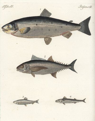 Saumon atlantique, Salmo salar 1, thon, Thunnus species 2, hareng atlantique, Clupea harengus 3, et maquereau atlantique, Scomber scombrus 4. Gravure sur cuivre coloriée à la main de Bilderbuch fur Kinder de Friedrich Johann Bertuch - Unbekannter Künstler
