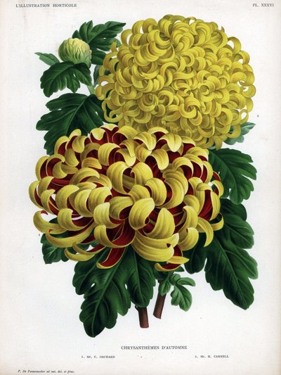 Chrysanthèmes hybrides d