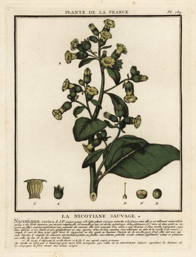 Tabac aztèque, Nicotiana rustica - Unbekannter Künstler
