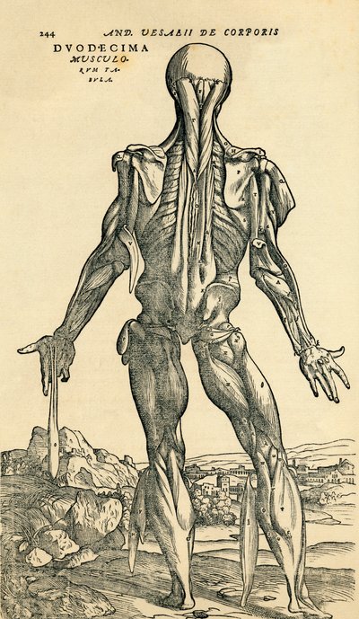 Dos du corps humain masculin, une étude anatomique publiée à l