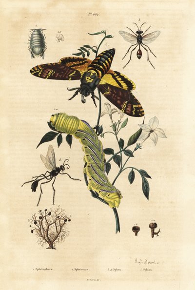 Lichen sphérique, Sphaerophorus globulus, crustacé Dynamene, guêpes fouisseuses, espèces Sphex, et sphinx tête de mort africain, Acherontia atropos, et chenille - Unbekannt