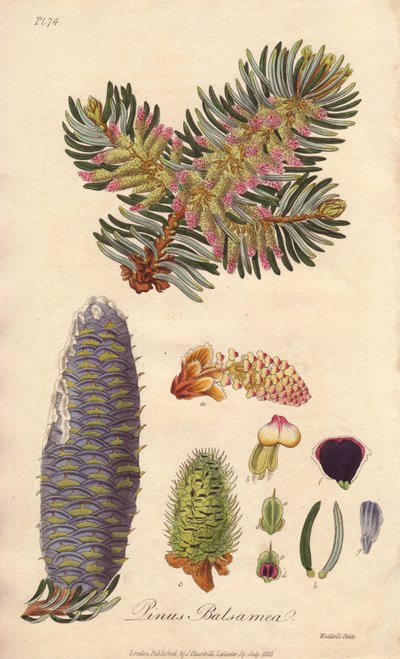 Sapin baumier (Abies balsamea) - Illustration de “Botanique médicale, description des plantes médicinales de Londres, Édimbourg et Dublin” par John Stephenson et James Morss Churchill - Unbekannter Künstler
