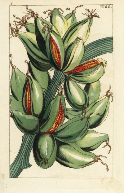 Banane poussant verticalement sur la branche, Musa sapientum - Unbekannter Künstler